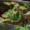 Chameleon Plant