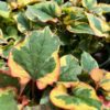 Chameleon Plant - Image 2