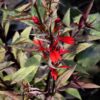 Black Truffle Cardinal Flower - Image 2