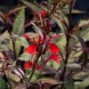 Black Truffle Cardinal Flower