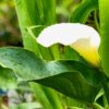 Common White Calla Lily - Image 2