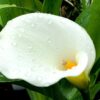 Common White Calla Lily