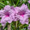 Pink Chi-Chi Mexican Petunia
