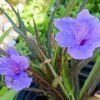Dwarf Blue Mexican Petunia (Compact Blue Bell) - Image 4