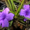 Dwarf Blue Mexican Petunia (Compact Blue Bell) - Image 3