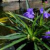 Dwarf Blue Mexican Petunia (Compact Blue Bell) - Image 5