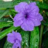 Dwarf Blue Mexican Petunia (Compact Blue Bell) - Image 2