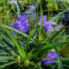 Dwarf Blue Mexican Petunia (Compact Blue Bell)