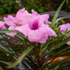 Dwarf Pink Mexican Petunia (Compact Pink Blue Bell)