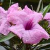 Dwarf Pink Mexican Petunia (Compact Pink Blue Bell) - Image 3