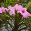 Dwarf Pink Mexican Petunia (Compact Pink Blue Bell) - Image 2