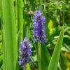 Pickerel Rush - Image 4