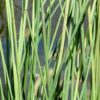 White Rush - Image 3
