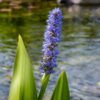 Pickerel Rush