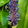 Pickerel Rush - Image 2