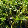 Moneywort Bacopa - Image 4