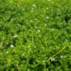 Moneywort Bacopa - Image 2