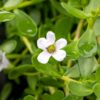 Moneywort Bacopa - Image 5
