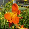 Orange Punch Canna - Image 2