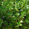 Moneywort Bacopa - Image 3